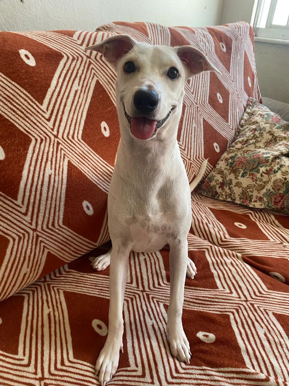 Cachorra pra doação  - Foto 3