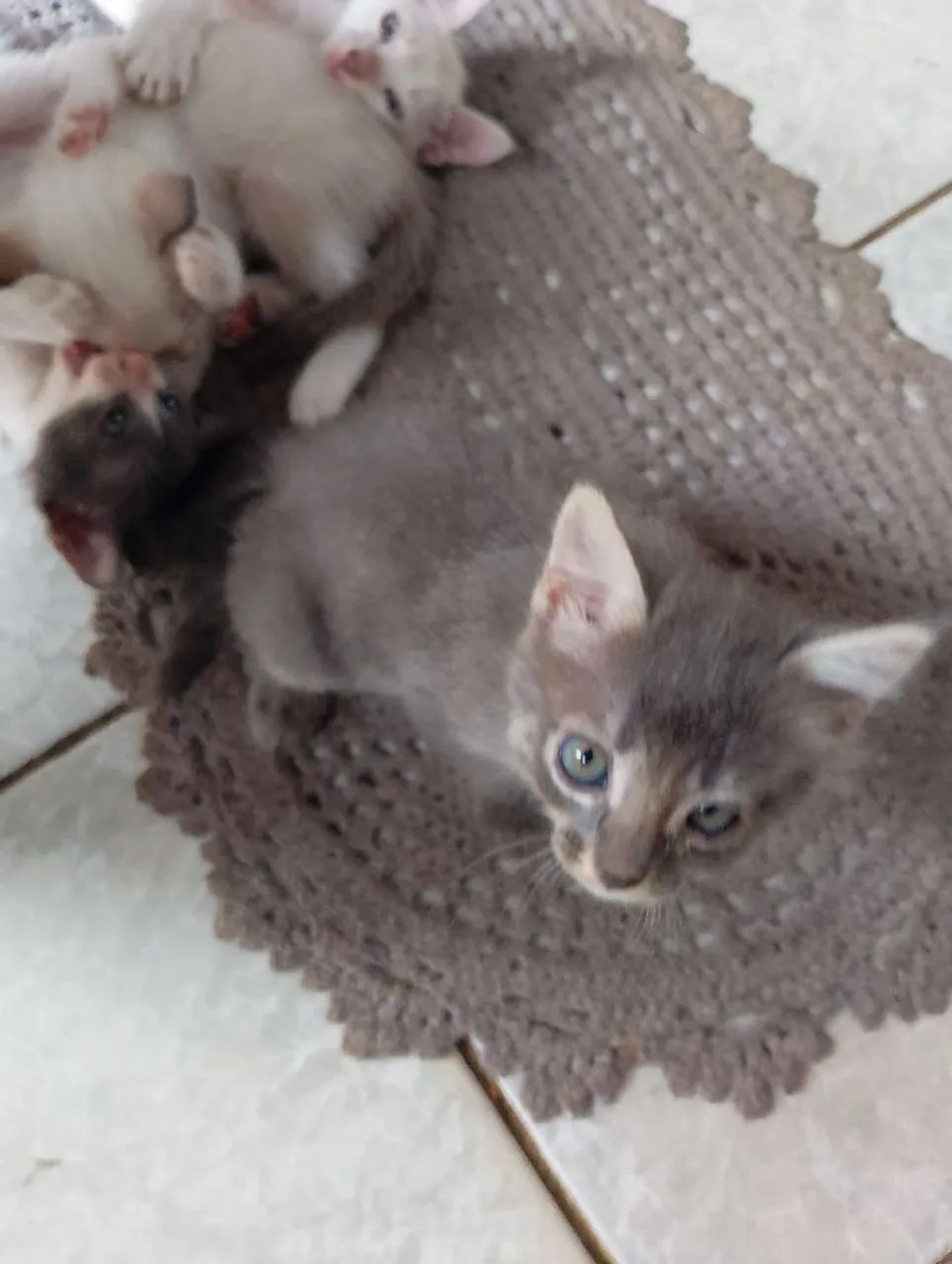 Gatinhos para doação 