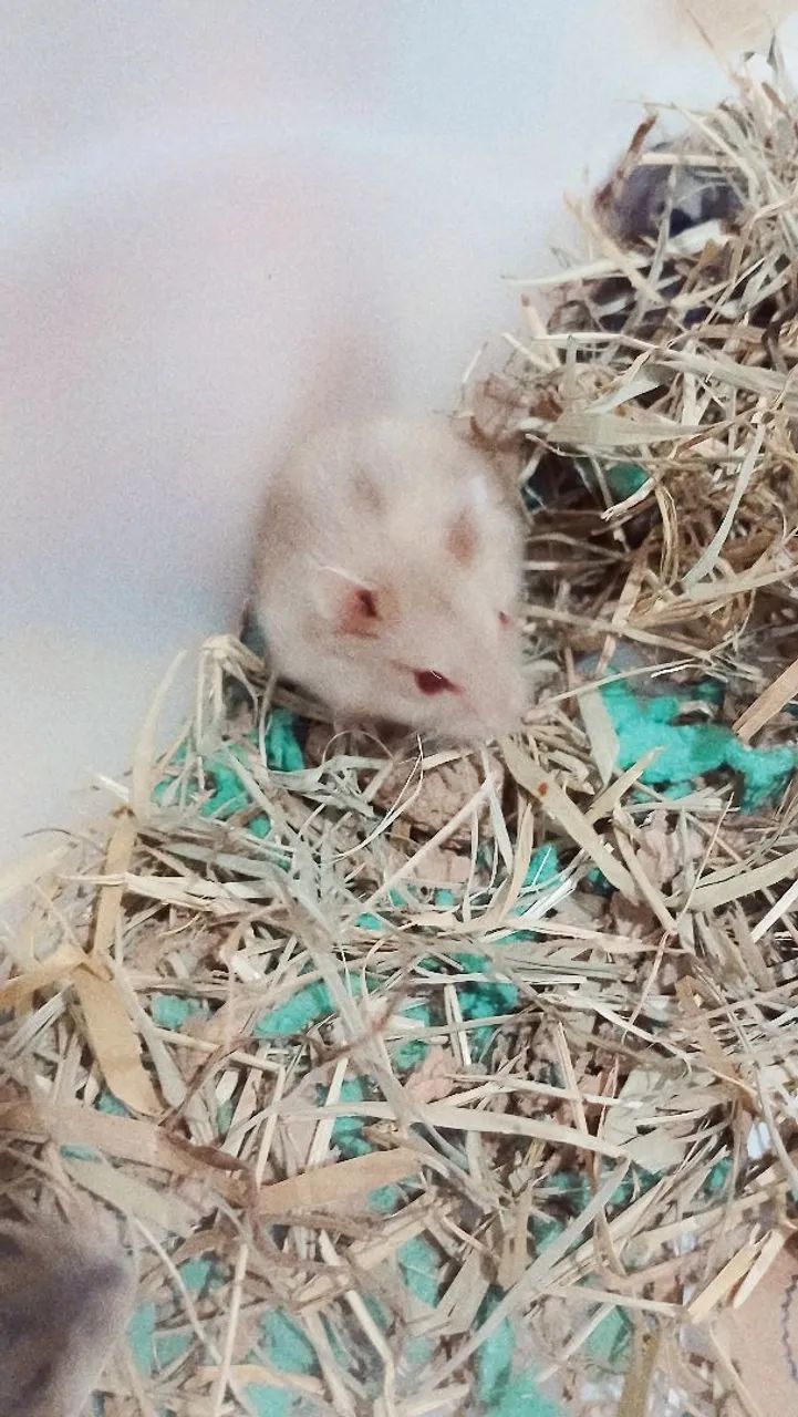 Hamster anao russo macho - Foto 3