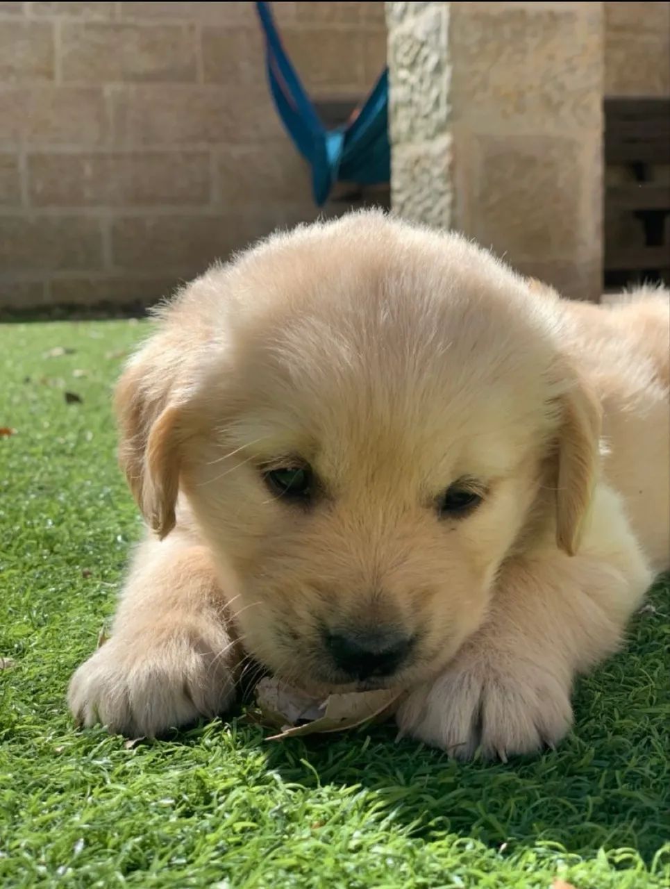 Lindos Filhotes de Golden Retriever - Foto 3