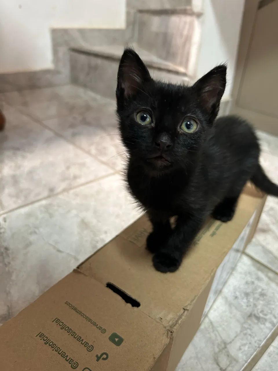 Filhotes de gato  - Foto 5