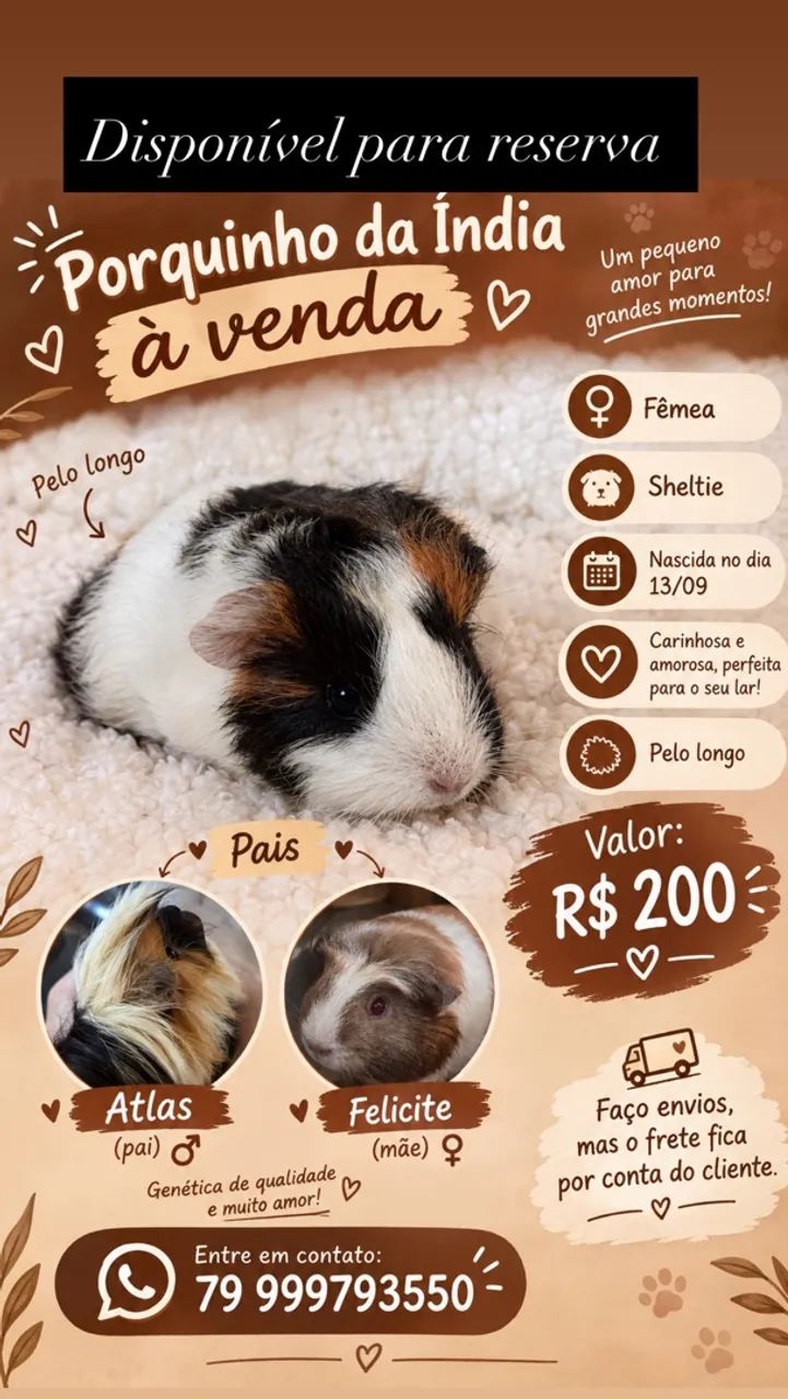 Porquinha da índia 