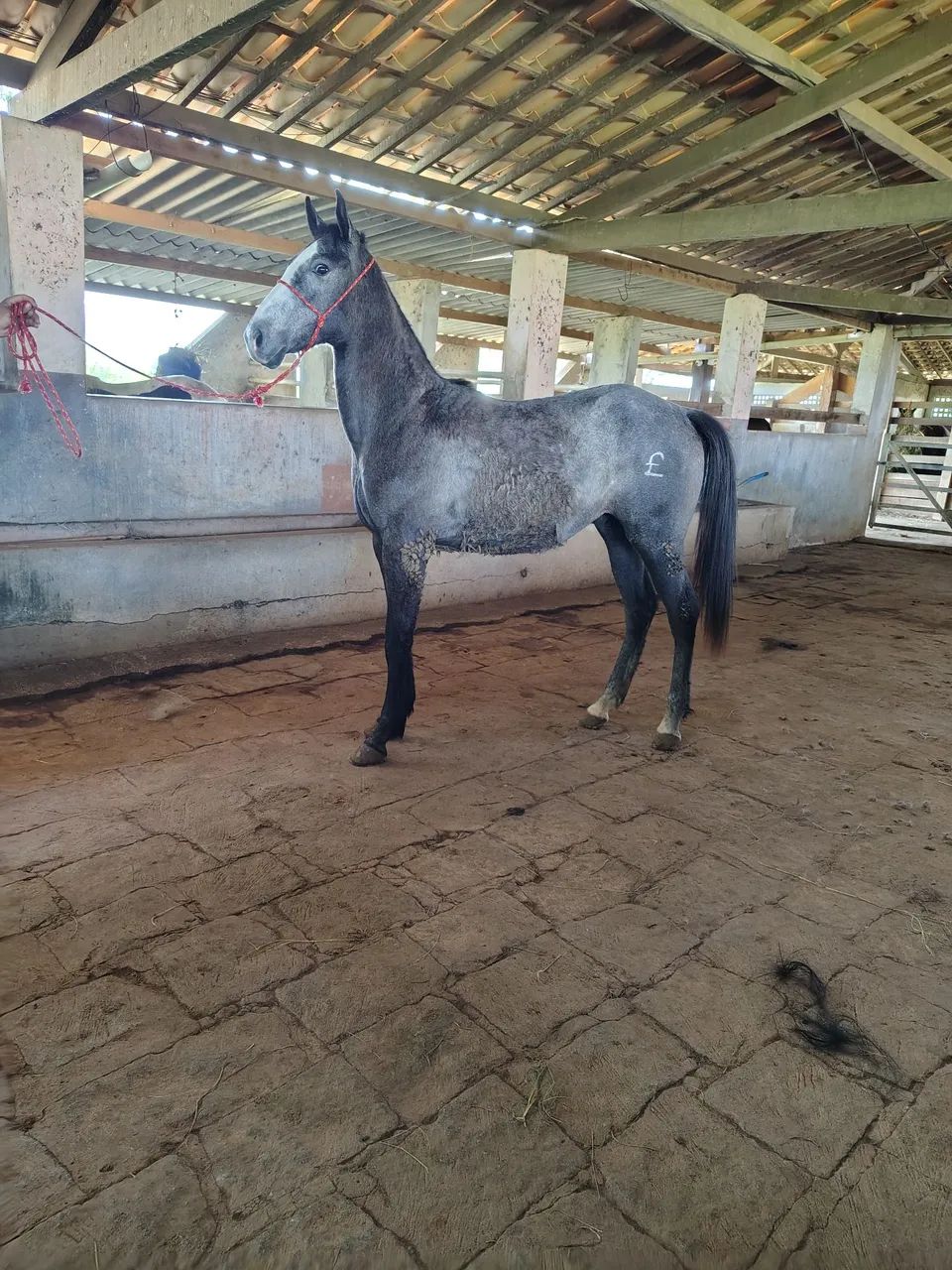 Potro QM - Foto 4