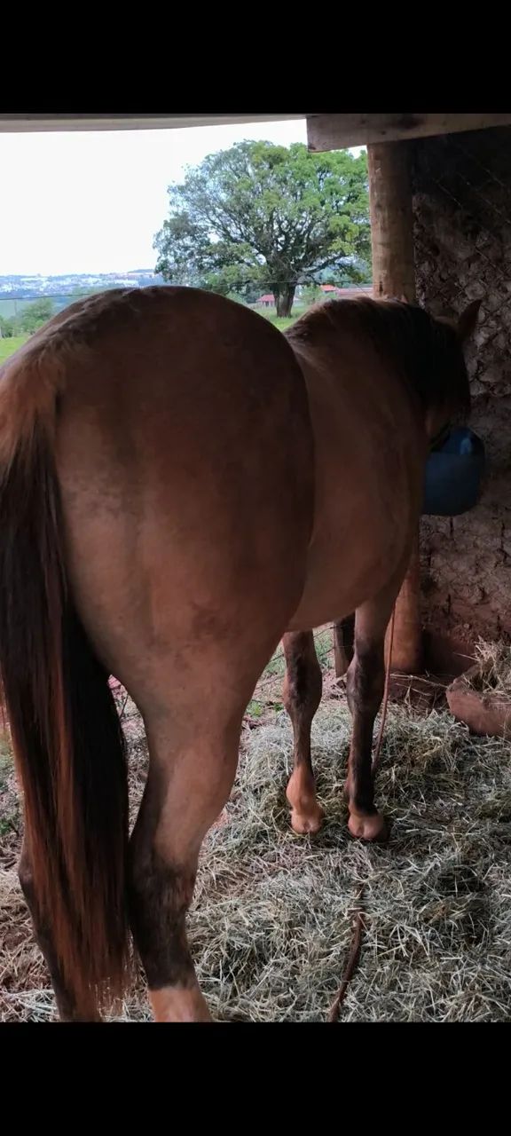 POTRO - Foto 2