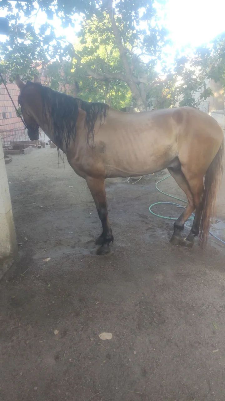 Cavalo marchador  - Foto 2