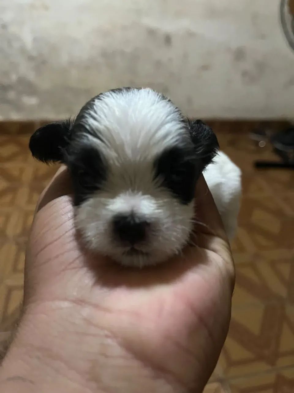 Cachorro Shiatsu  - Foto 2