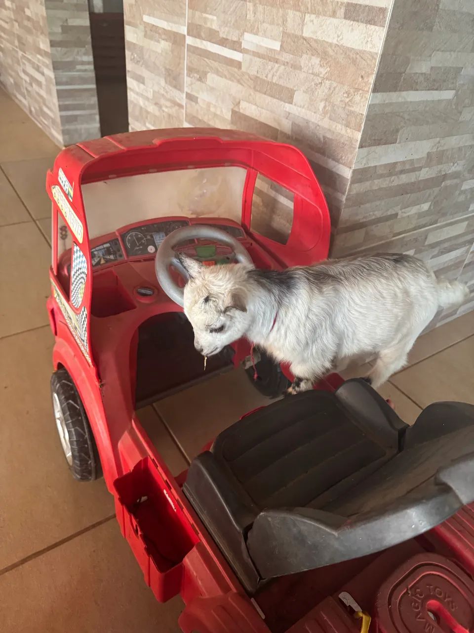 Mini cabritinho pigmeu macho/ mini cabra/ mini bode - Foto 3