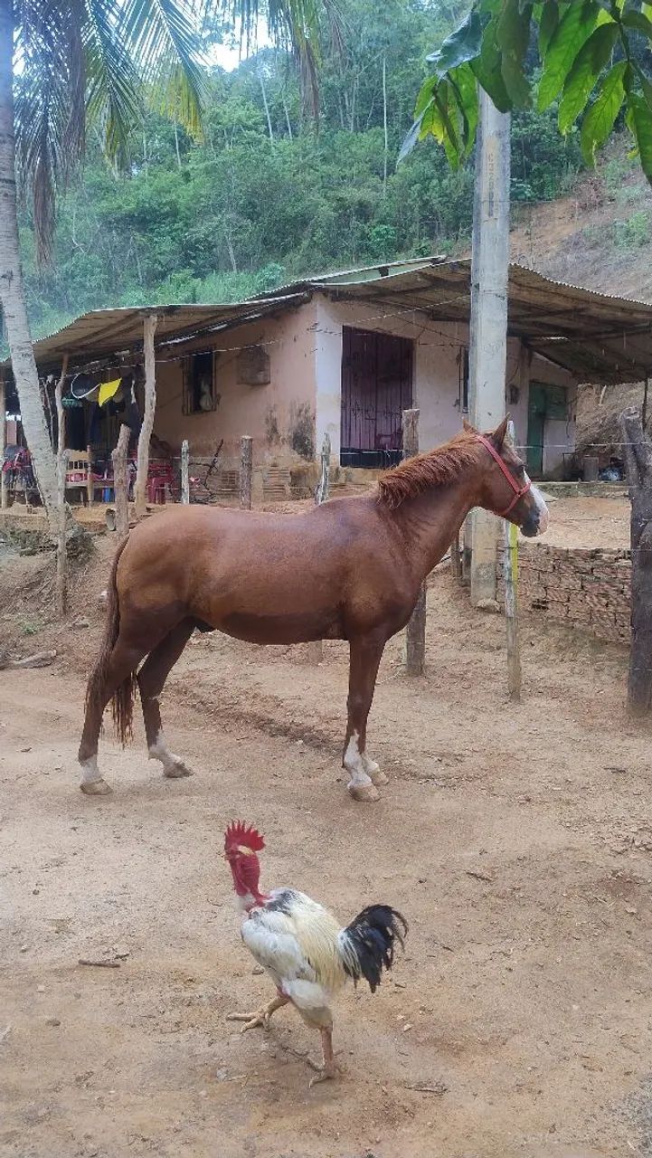Cavalo Alazão de Passada - Foto 3