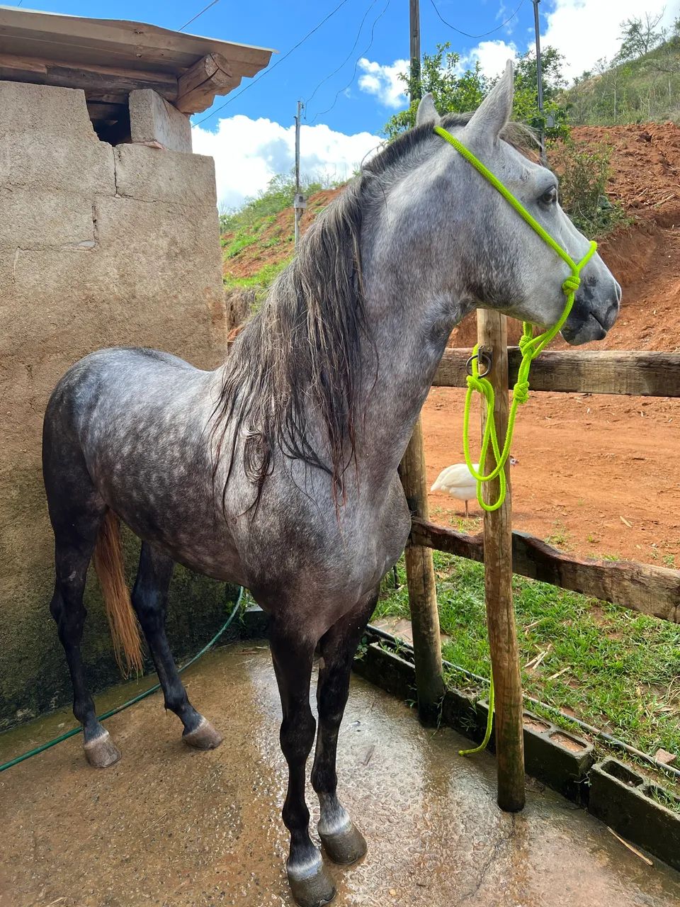 Vende-se cavalo MM