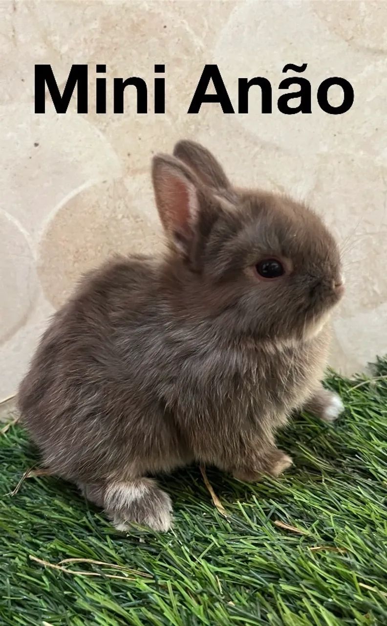 Mini coelhos