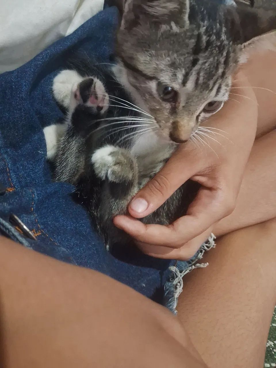 Gato macho  - Foto 2
