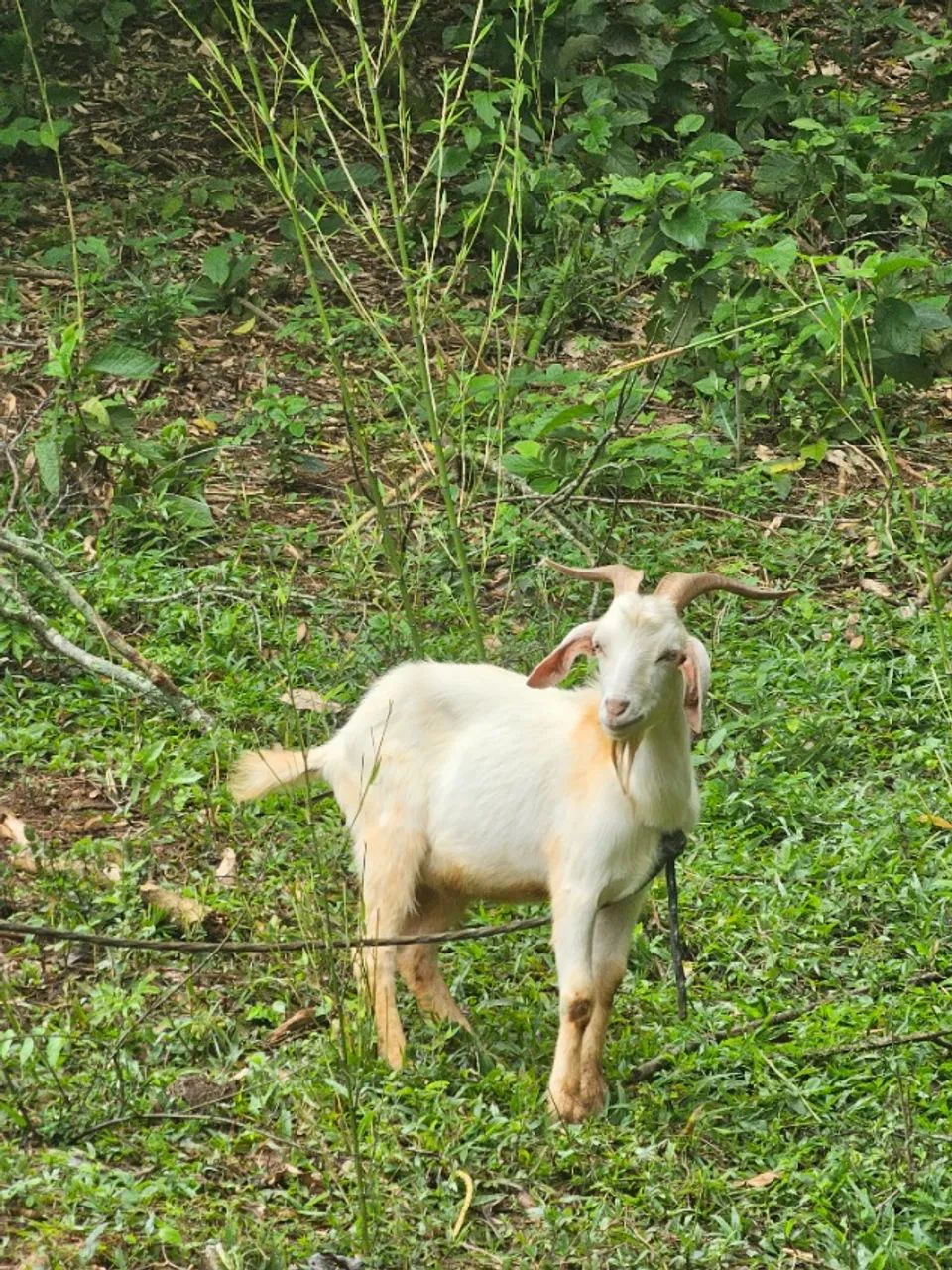 Cabrito Bode