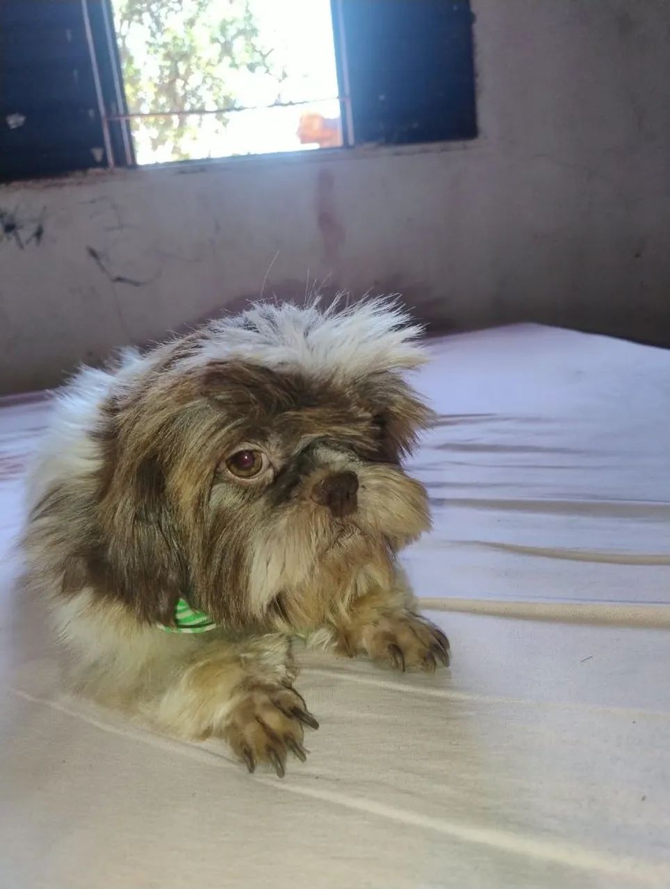 Vendo Shitzu macho 2 ano  - Foto 3