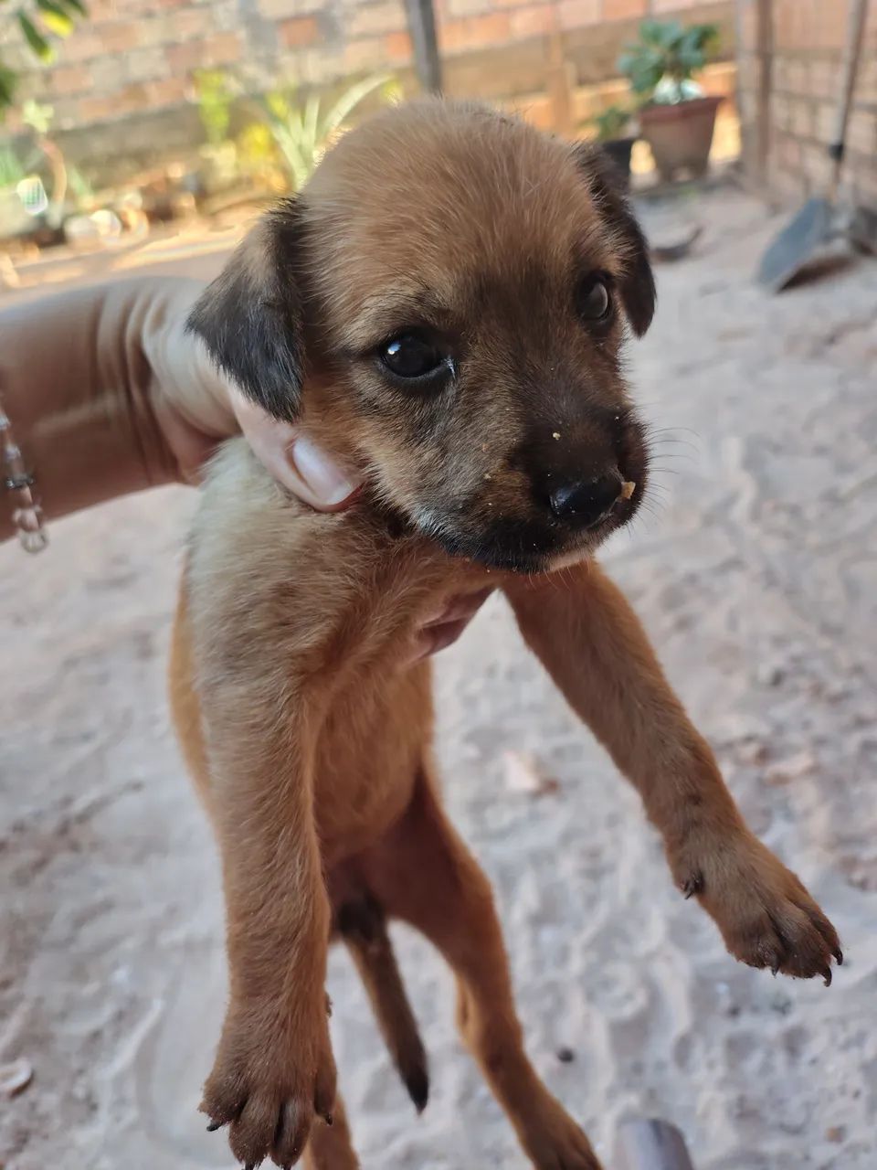 Adoção responsável  - Foto 5