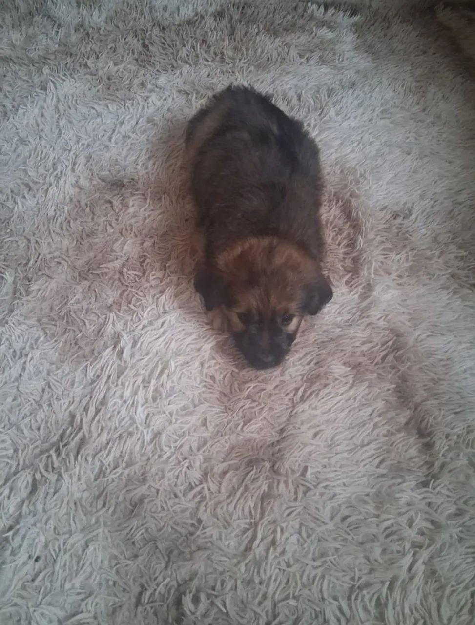 Cachorro Yorkshire  - Foto 4