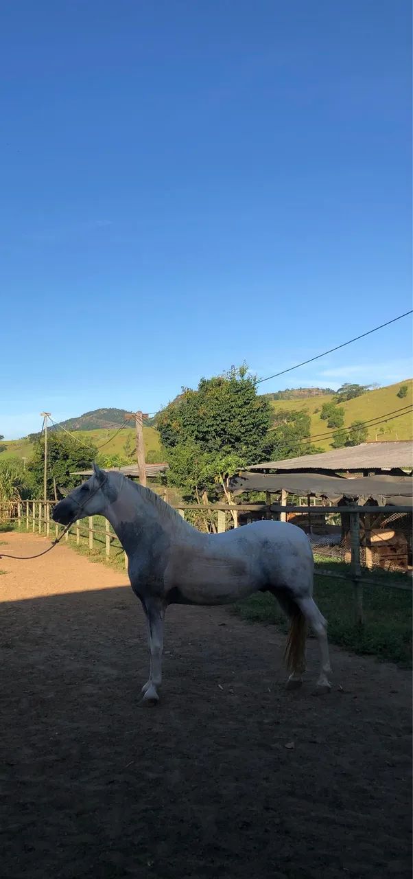 CAVALO MANGALARGA  - Foto 2
