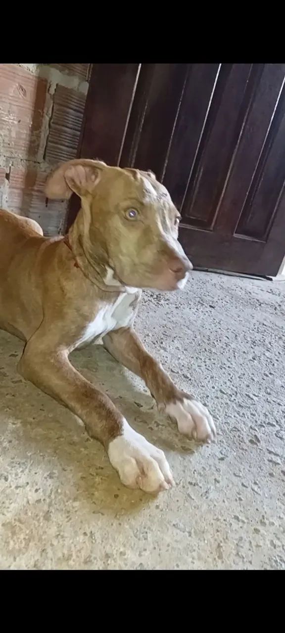 pitbull fêmea 