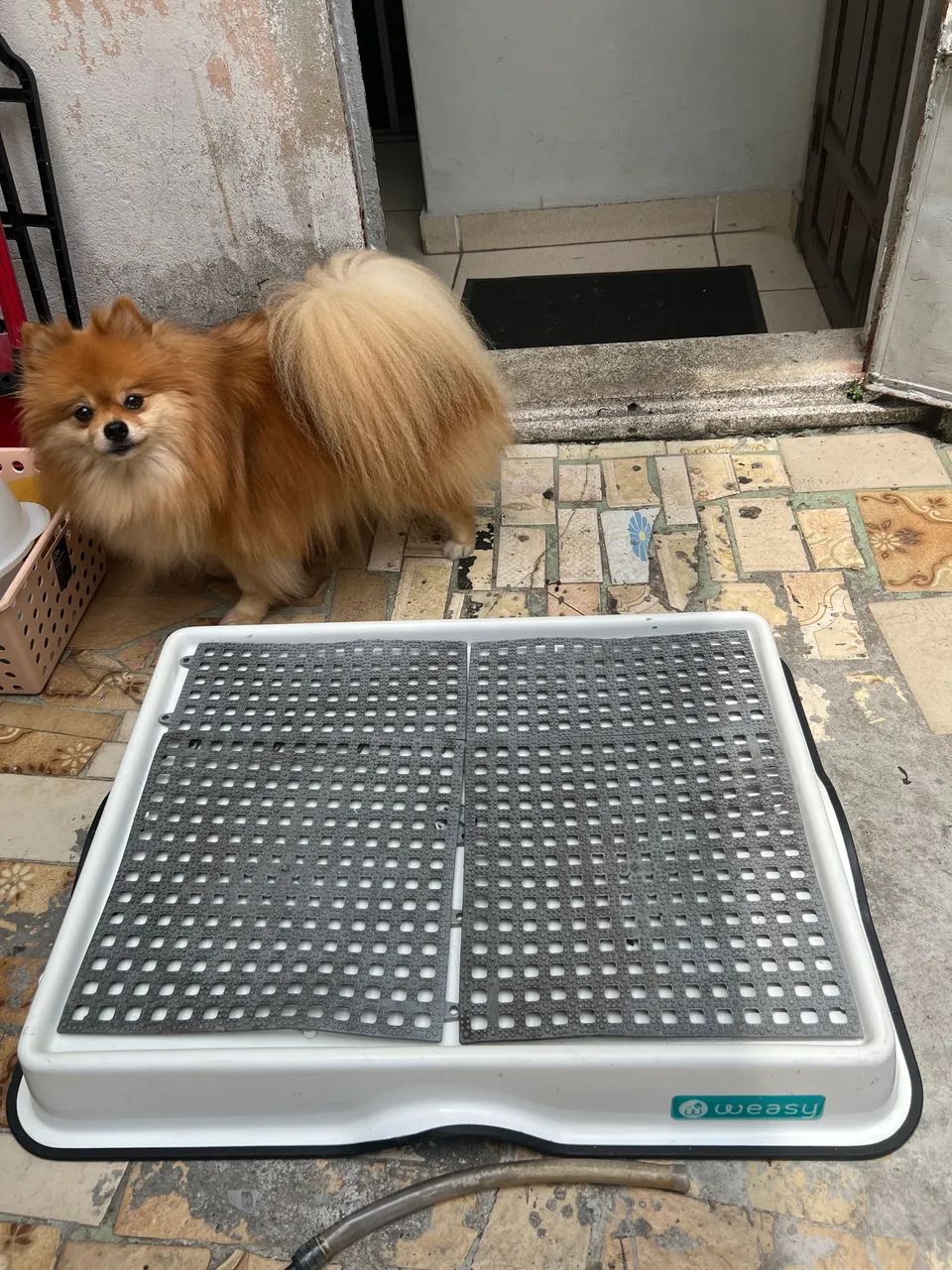 Weasy banheiro inteligente para cachorro tamanho P - Foto 2