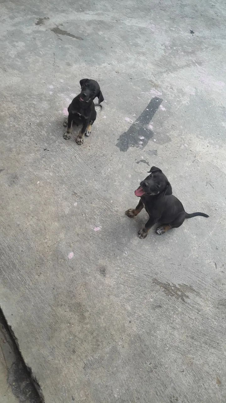 Doação  - Foto 3
