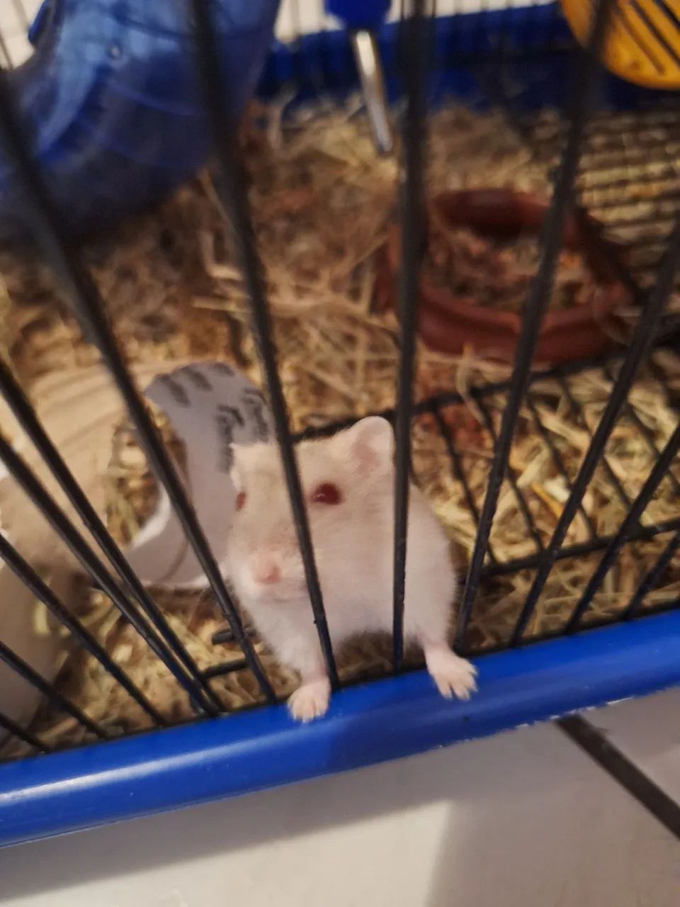 Vendo casal espetacular de hamster