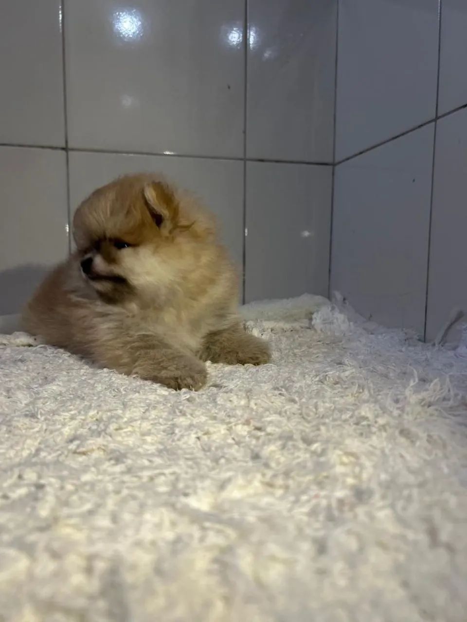 Spitz alemão anão  - Foto 4