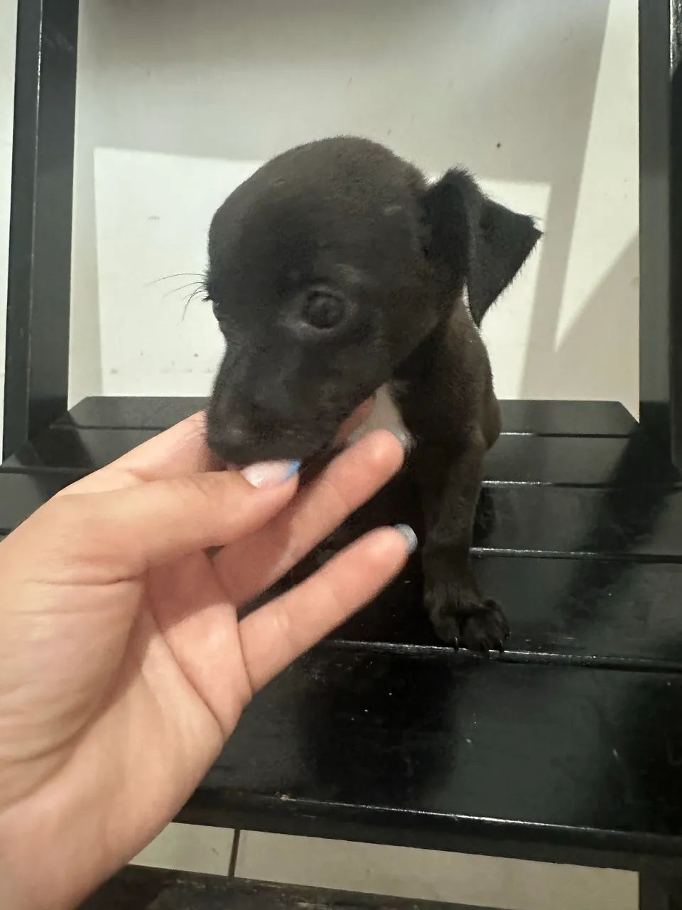 Vendo  pinscher com Basse  - Foto 2