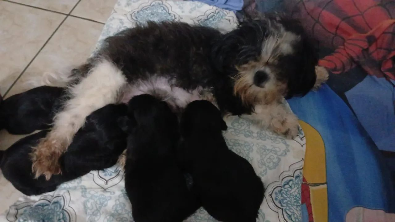 Cachorro  - Foto 3