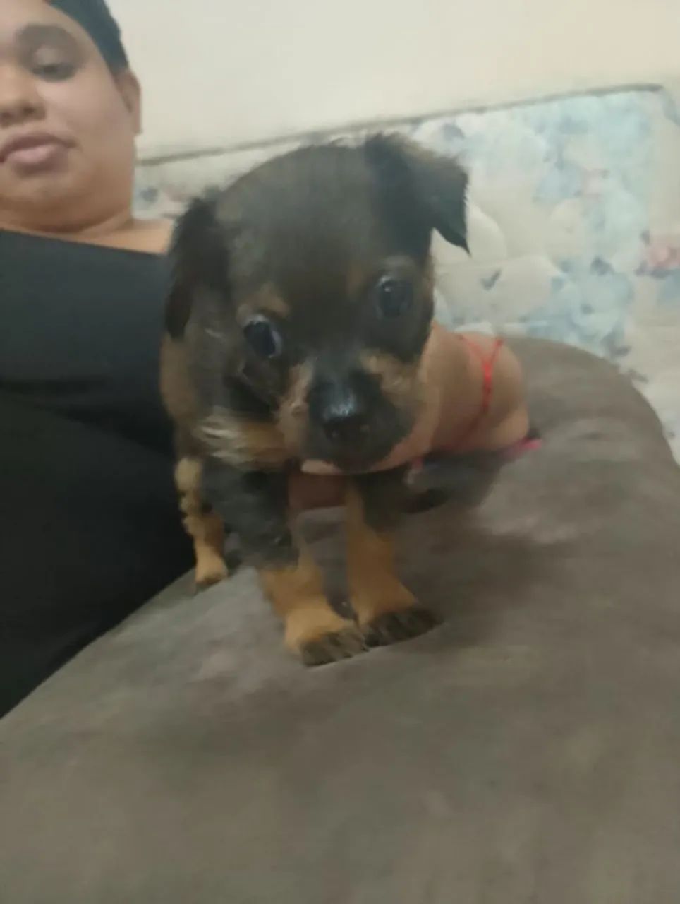 Cachorro porte pequeno  - Foto 3