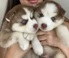 Husky siberiano  