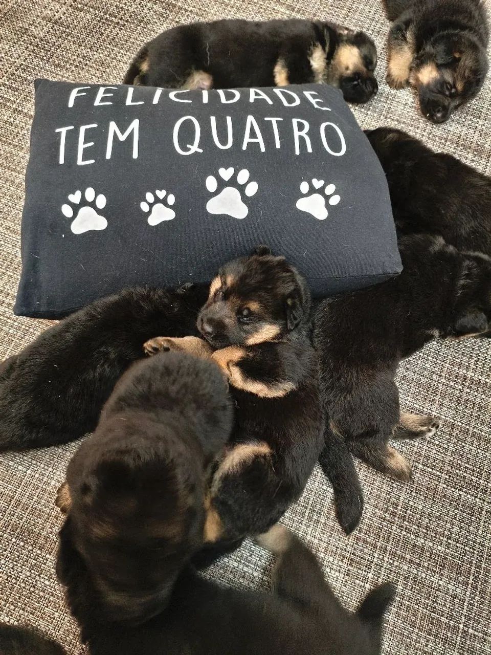 Filhotes de Pastor com Pedigree  - Foto 5