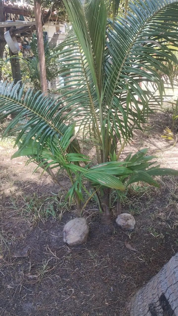 Mudas de Coqueiros  - Foto 3