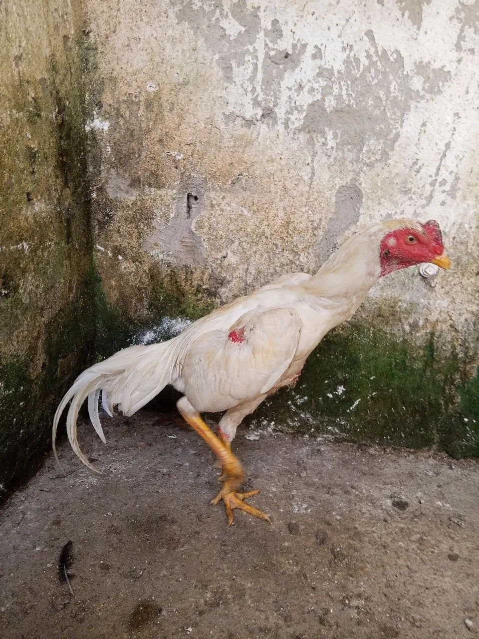Frango e pintotes indianos  - Foto 2