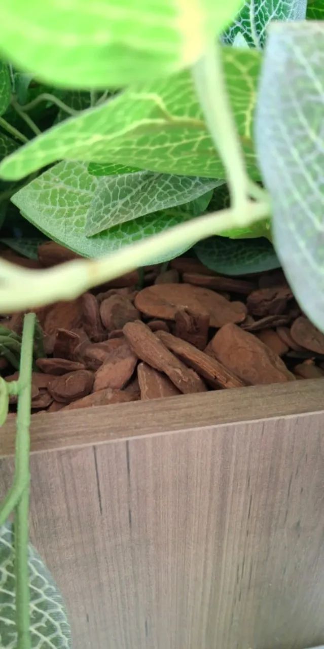 Conjunto com 2 Cachepôs de Madeira e Plantas Permanentes Jiboia - Foto 3