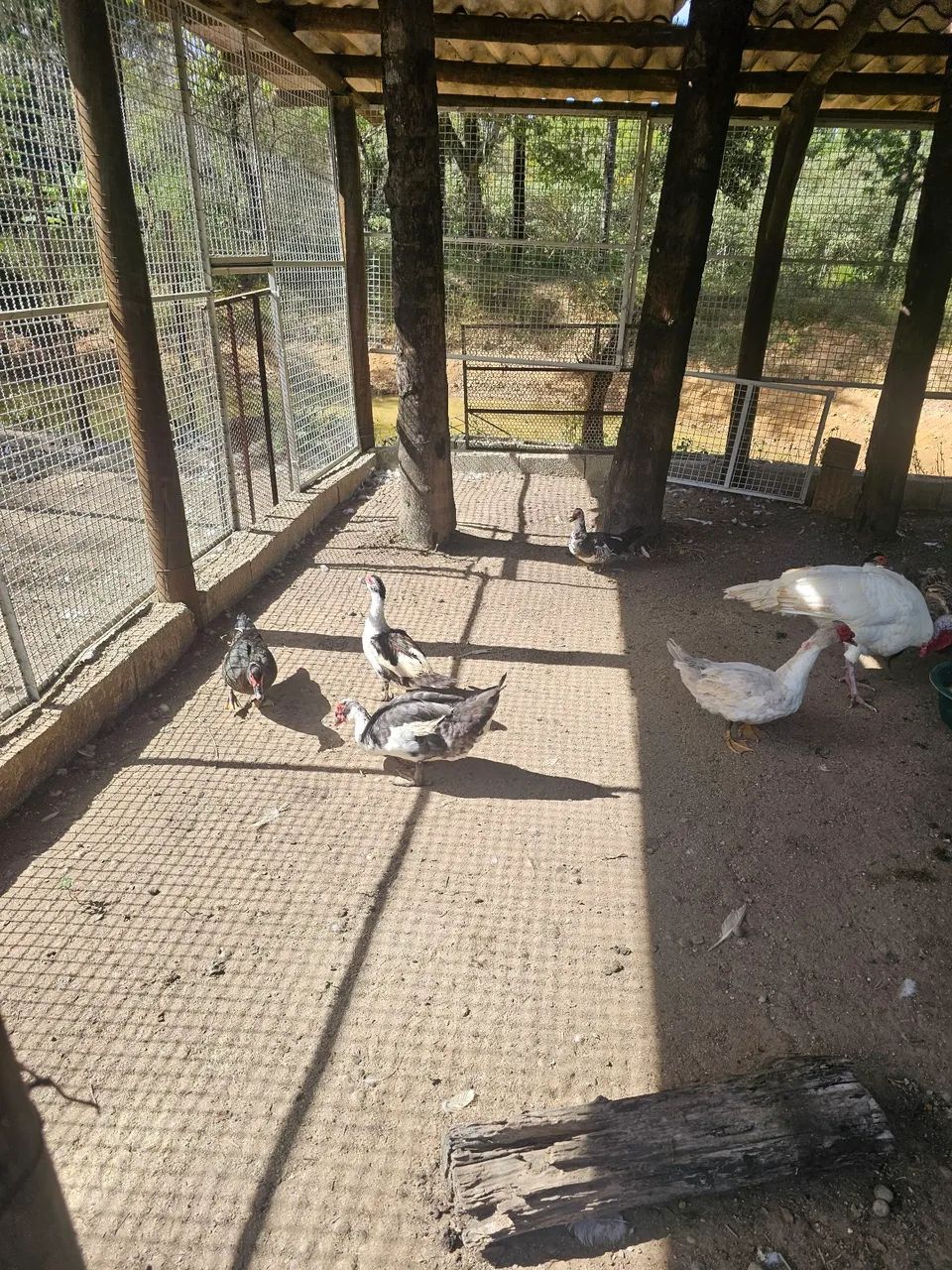 Patos e Patas  - Foto 3