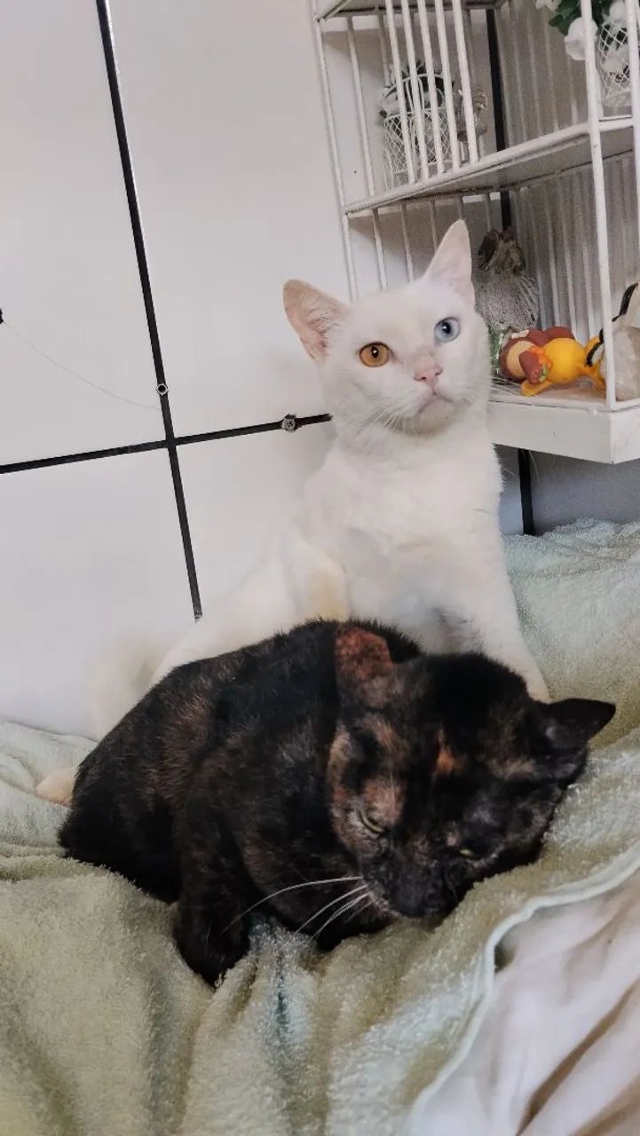 Gato doação conjunta
