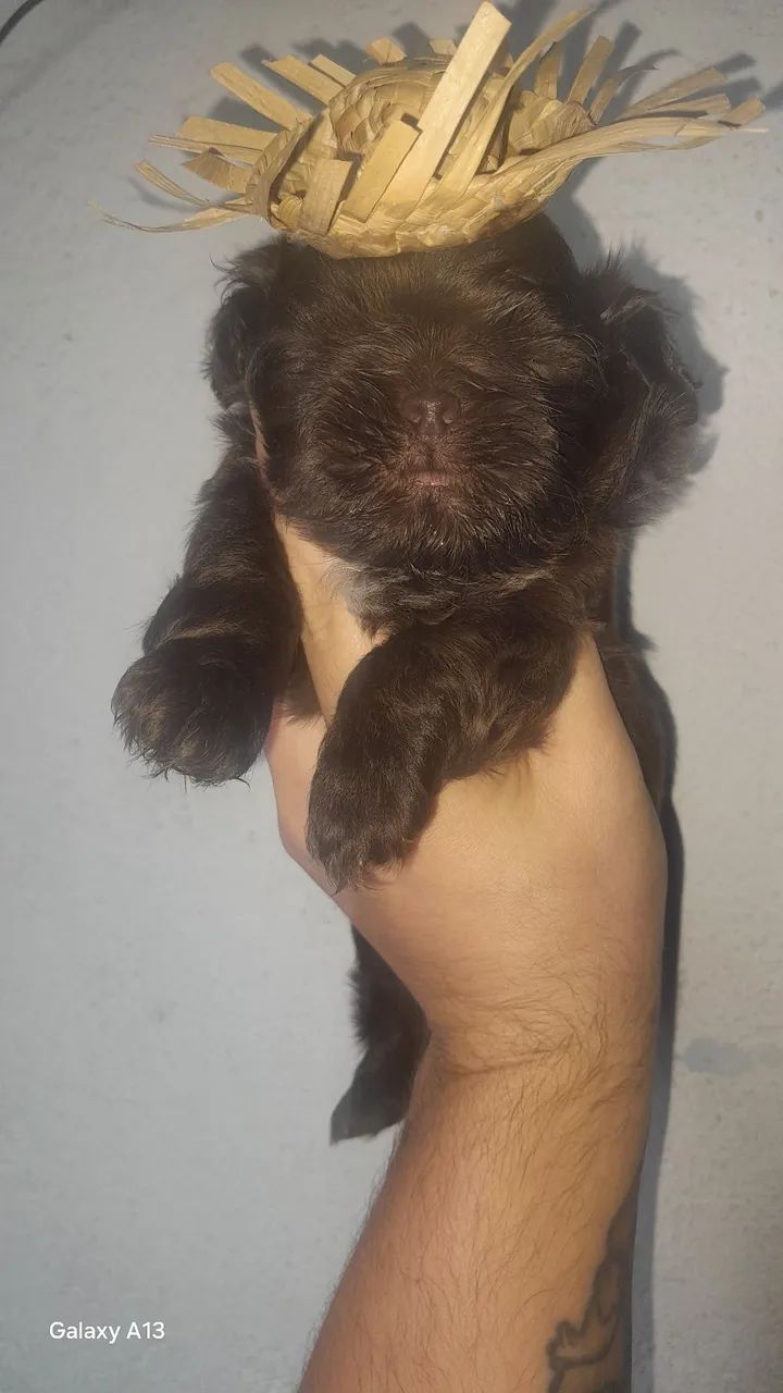 Shi tzu macho  - Foto 2