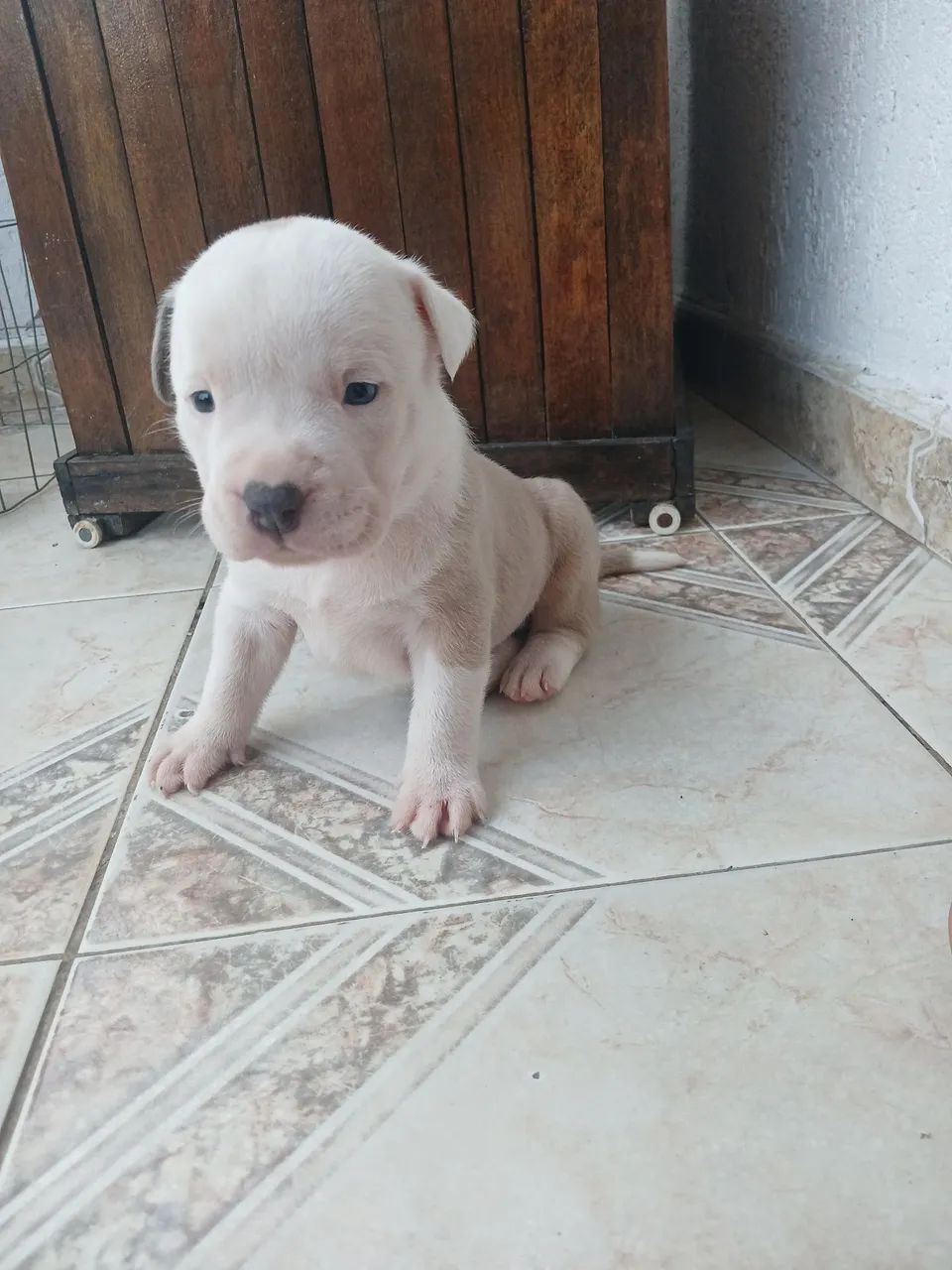 Cachorro  - Foto 5