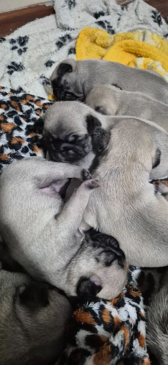 FILHOTES DE PUG - Foto 4