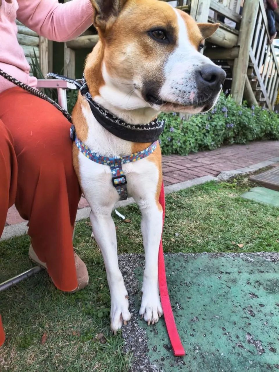 Adoção Doação cachorro - Foto 2