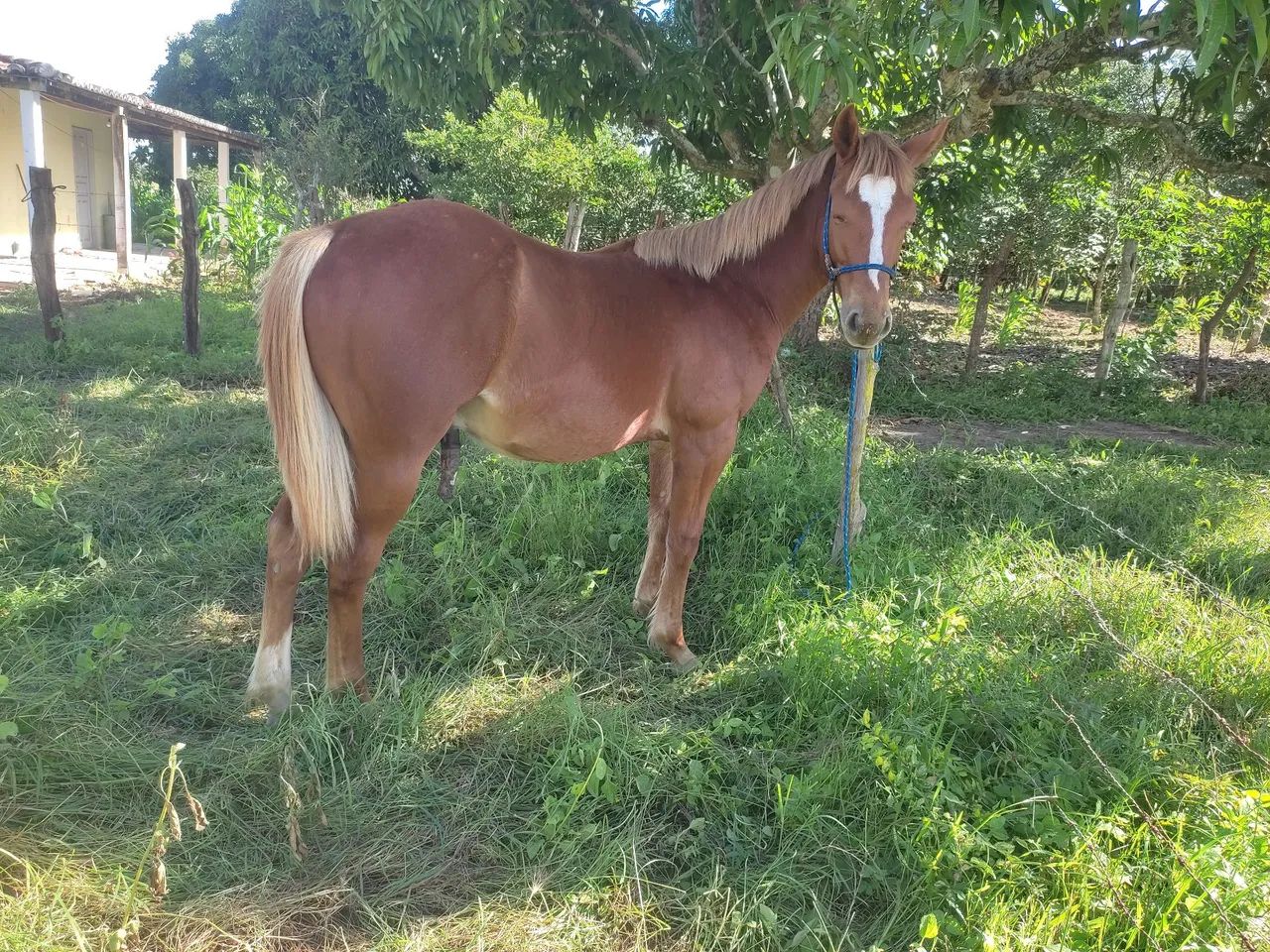 Potro quarto de milha a venda  - Foto 4