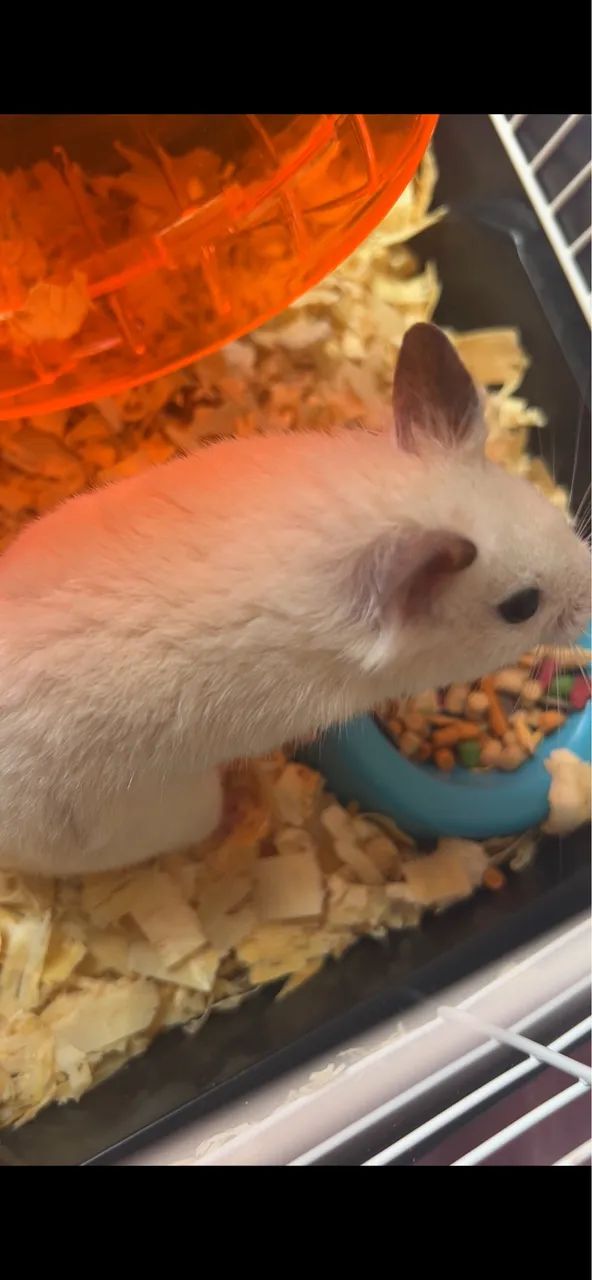hamster - Foto 2
