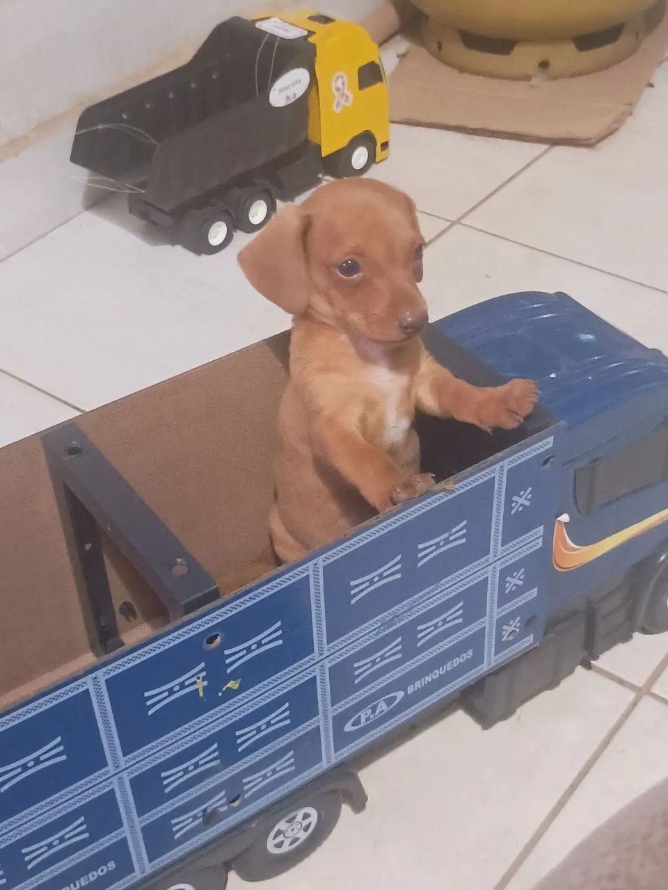 Dachshund - Foto 3