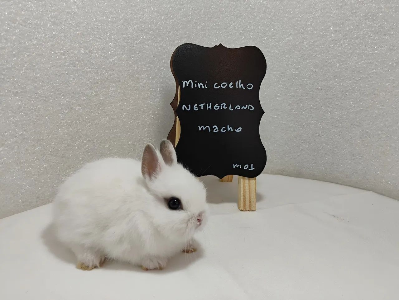 Mini Coelhos Filhotes com 31 dias de vida 