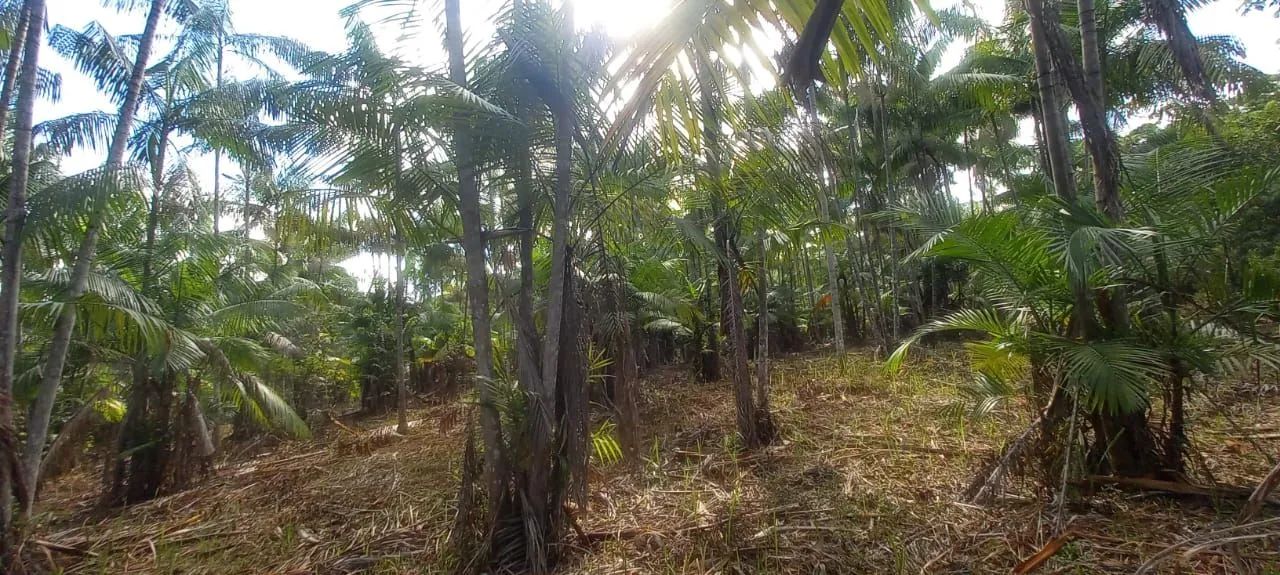 Vende-se um terreno com 23 hectare Acará Pará