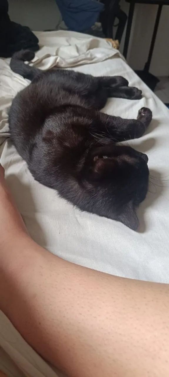 Gatinho para Adoção - Foto 3