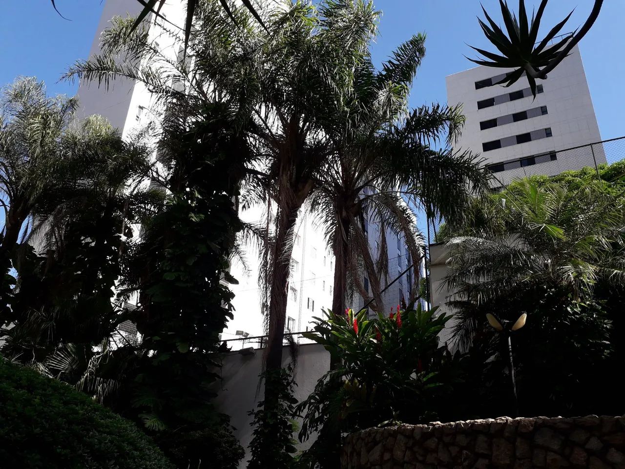 Supressão e poda de árvores  - Foto 2