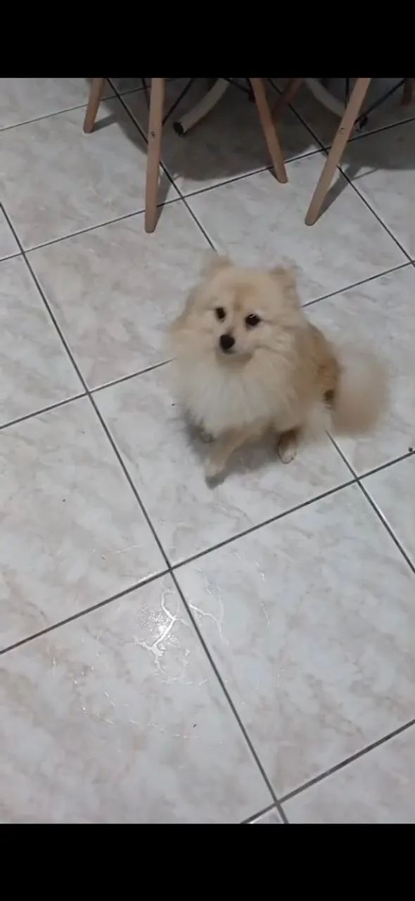 Animais d estimaçao - Foto 3