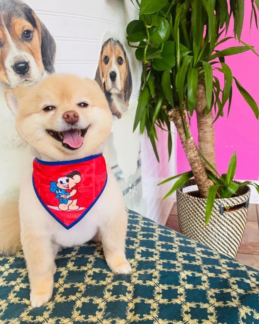 Bandanas Pet para Banho e Tosa Grooming  - Unidade ou Quantidade