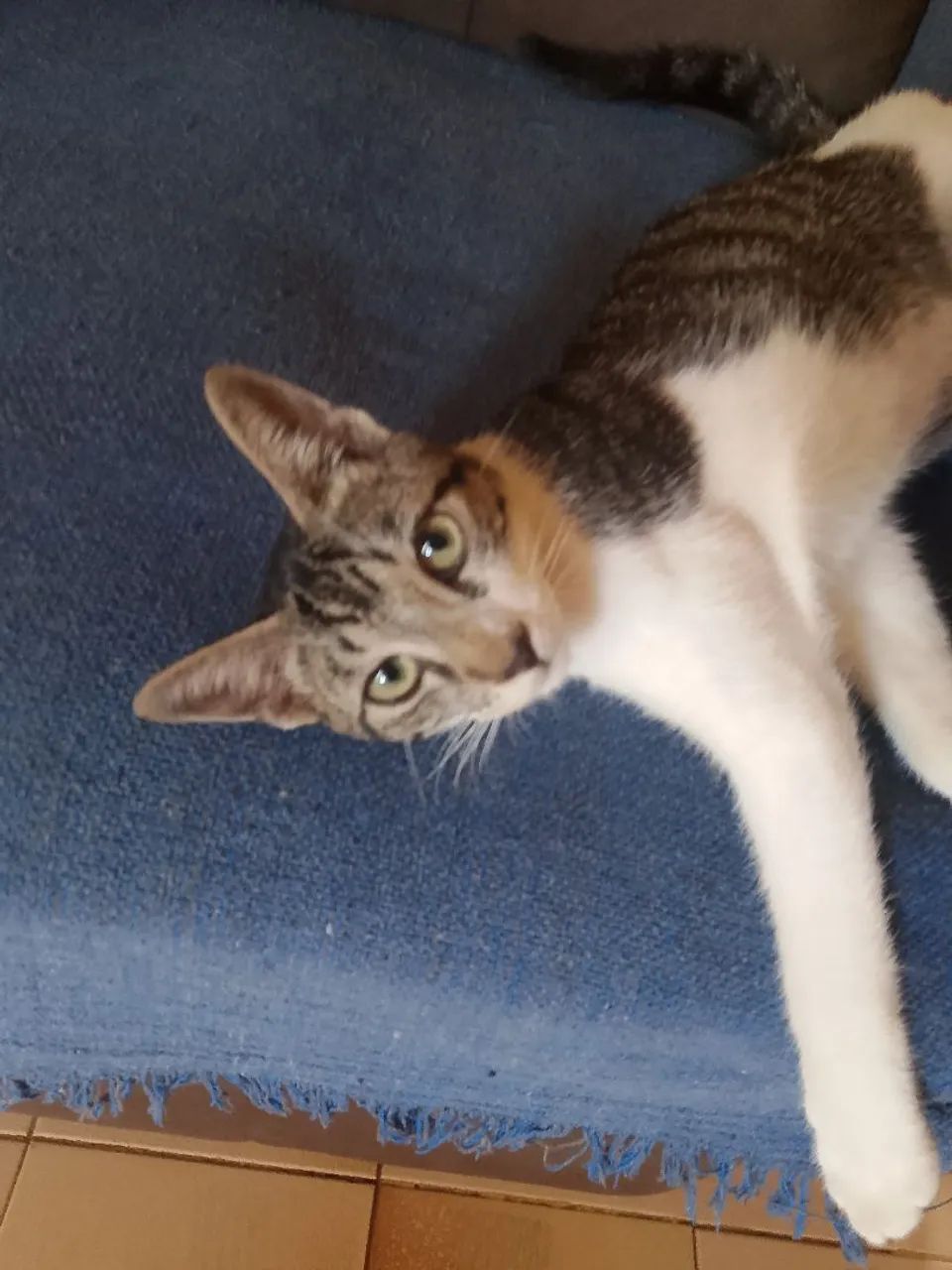 Gato macho pra adoção 