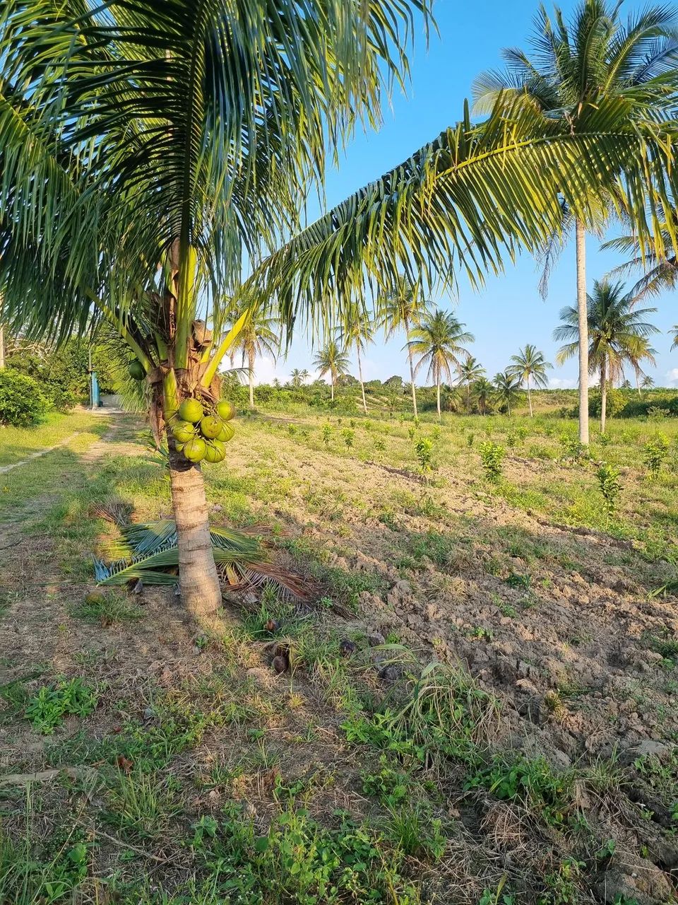 Sítio na estancinha  - Foto 2